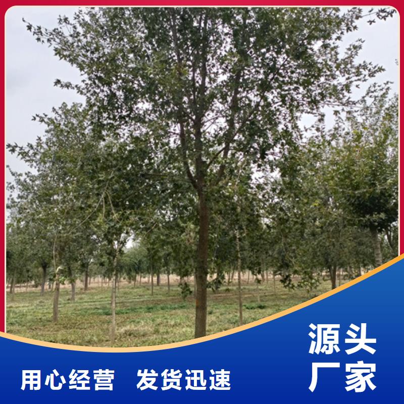 法桐行情量大优惠_现货供应用途广泛