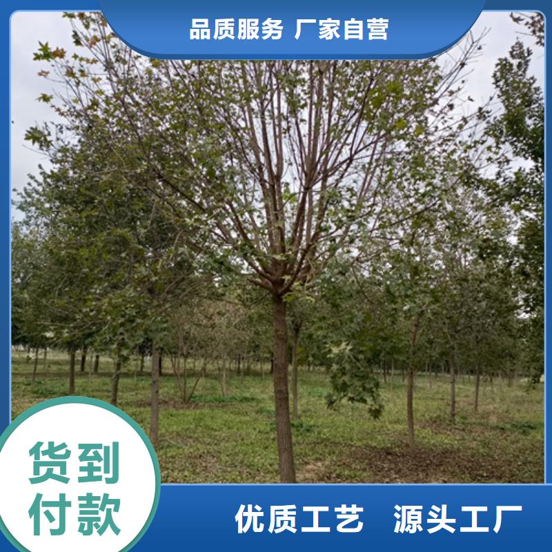 ​法桐黄金槐专注品质当地生产厂家