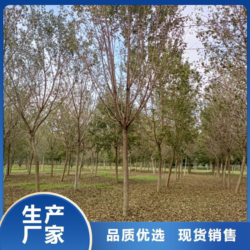 法桐美国红枫做工细致同城货源