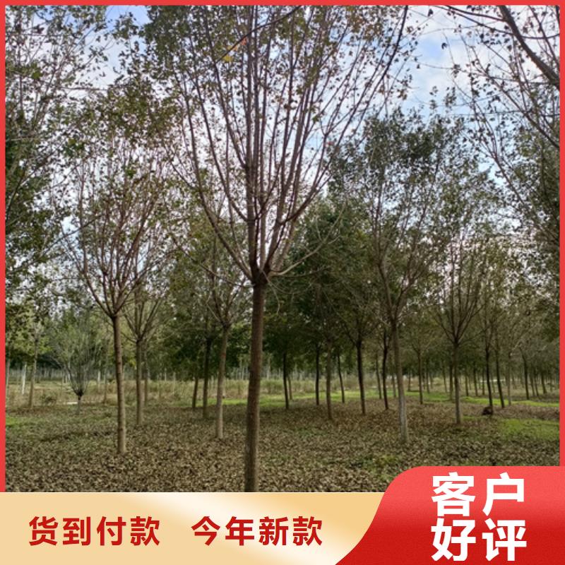 速生法桐常规货源充足助您降低采购成本