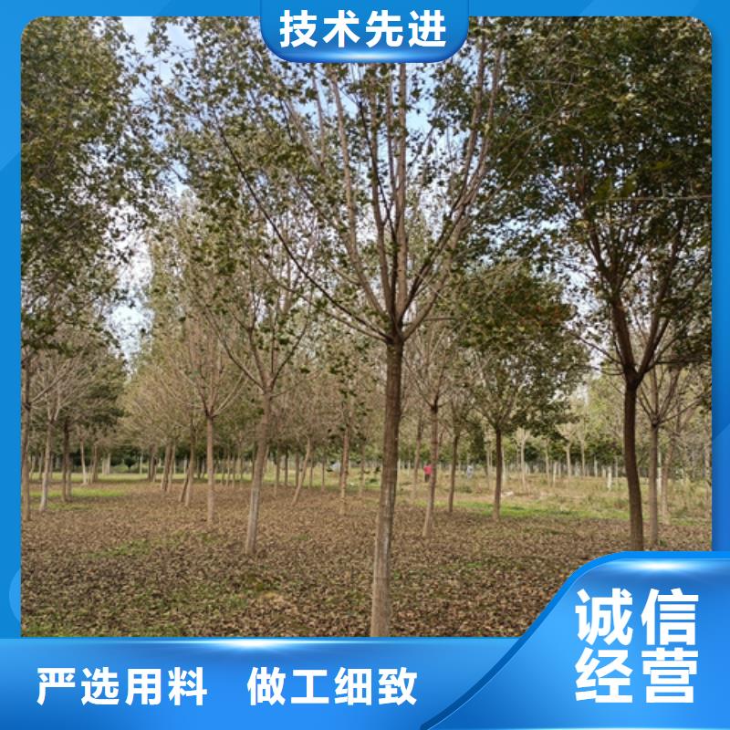 法桐小苗、法桐小苗生产厂家-质量保证同城货源