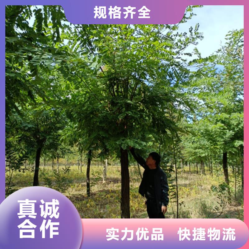 #法桐#货比三家本地供应商