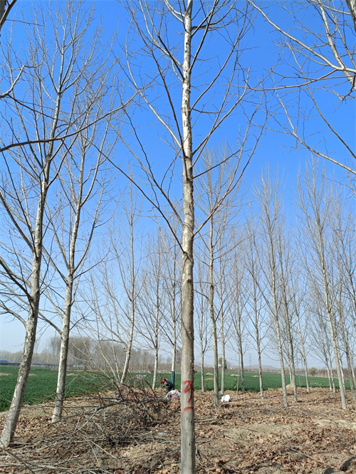 法桐小苗质量放心苗木基地质量上乘