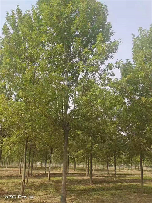 法桐实体大厂家同城服务商