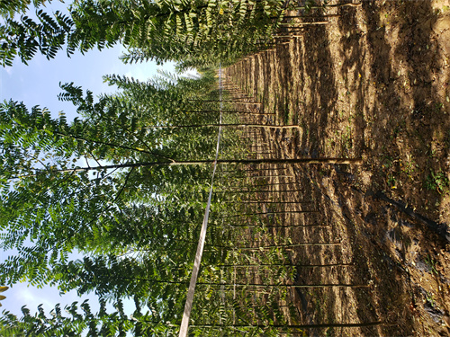 造型法桐质量放心苗木基地严格把控每一处细节
