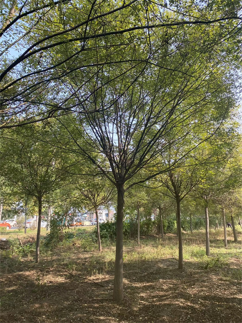 法桐、法桐厂家直销-找翌昊苗木种植基地厂家采购
