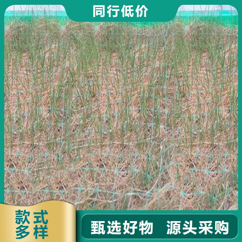 椰丝植生毯-环保植草毯-椰纤植生毯本地生产商
