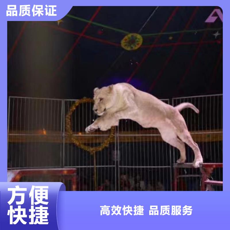 活体企鹅出租免费策划信誉保证
