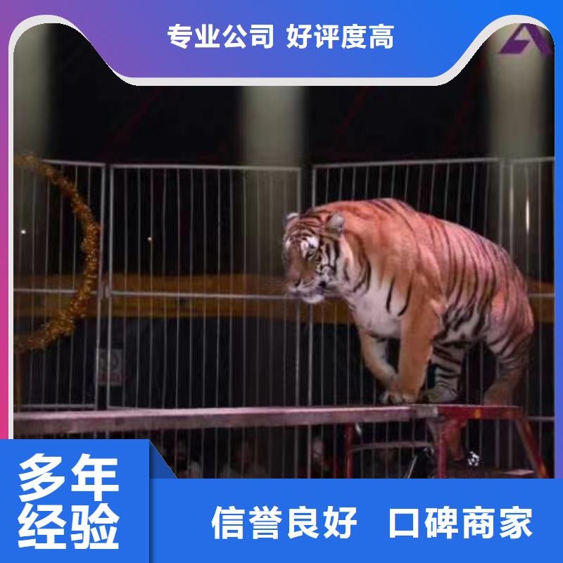哪有租赁企鹅的庆典活动当地公司