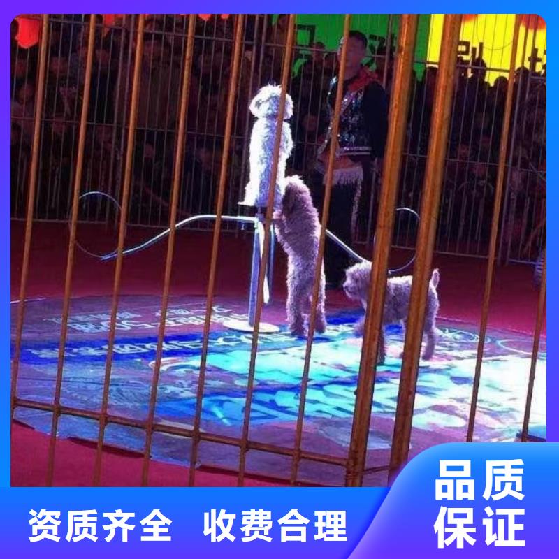 【马戏团/羊驼环球飞车表演出租质量保证】本地厂家