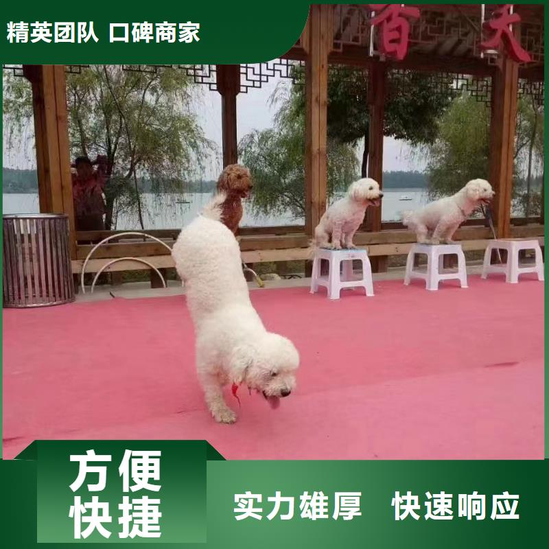 动物表演租赁资源丰富同城经销商