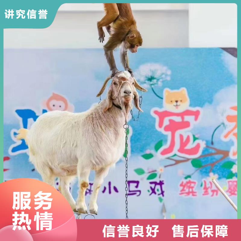 萌宠动物展出租免费策划同城经销商