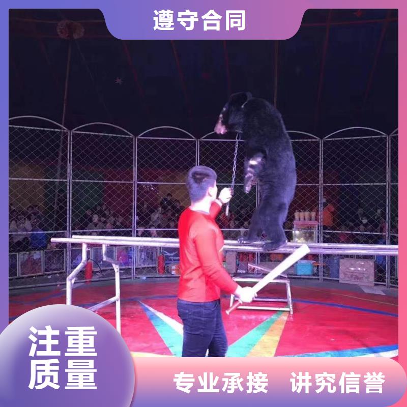 马戏团/羊驼【【海狮租赁表演】】品质服务实力团队