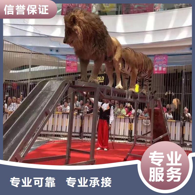 【马戏团/羊驼】羊驼出租实力商家行业口碑好