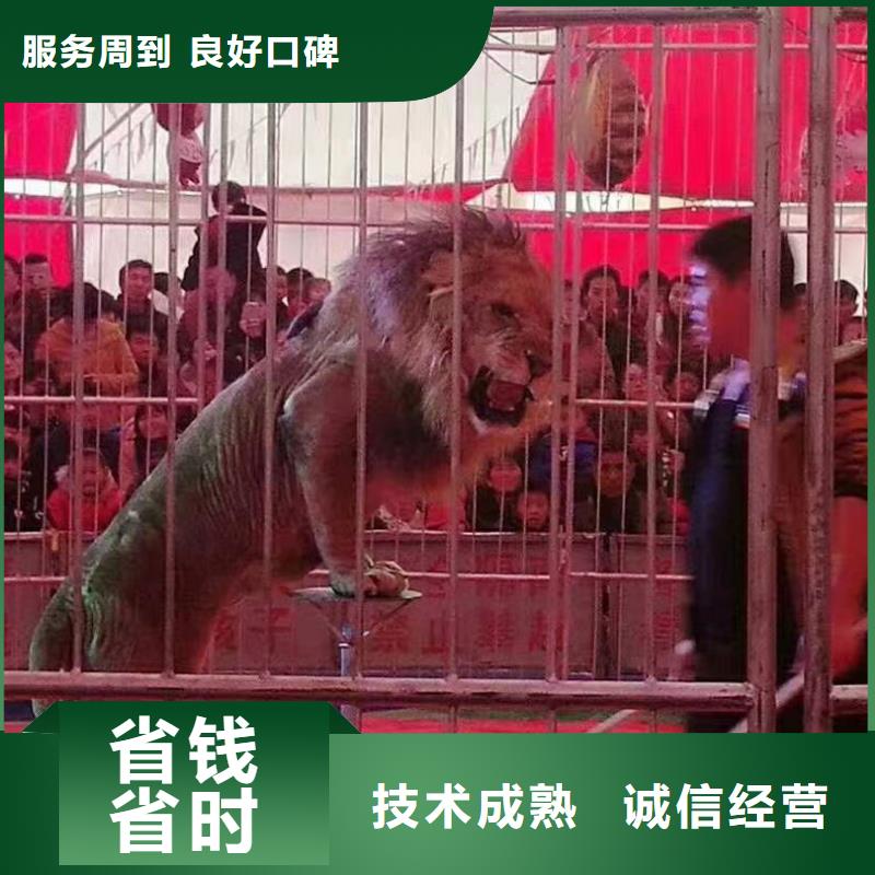 【马戏团/羊驼】企鹅租赁有实力靠谱商家