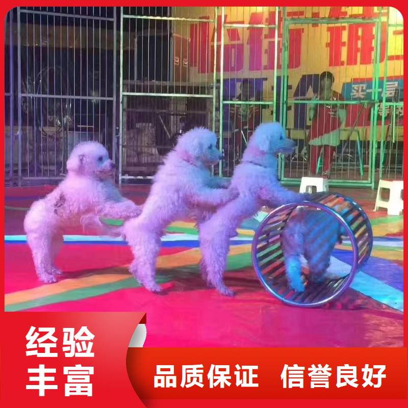 动物出租查看图片同城制造商