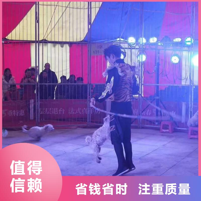 马戏团表演出租创意方案品质保证