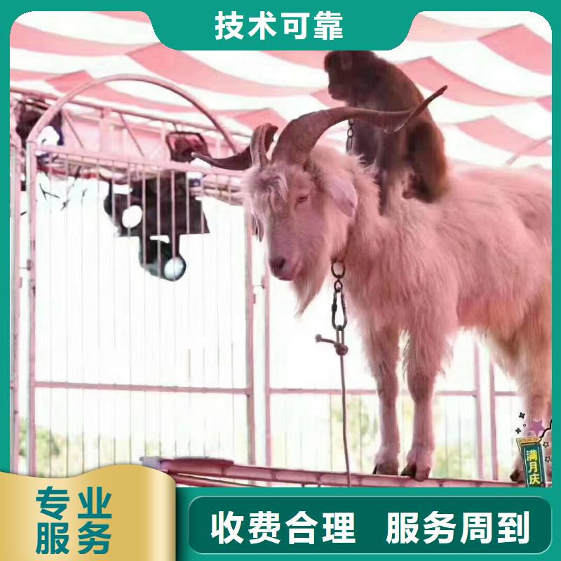羊驼出租联系方式本地供应商