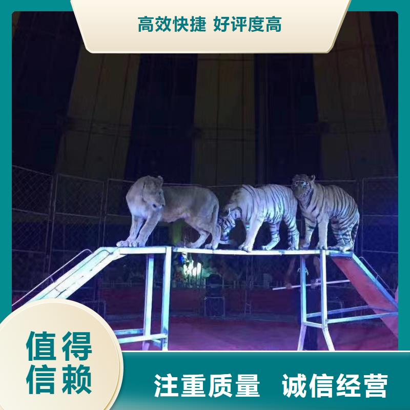 马戏团/羊驼出租表演企鹅专业可靠本地公司