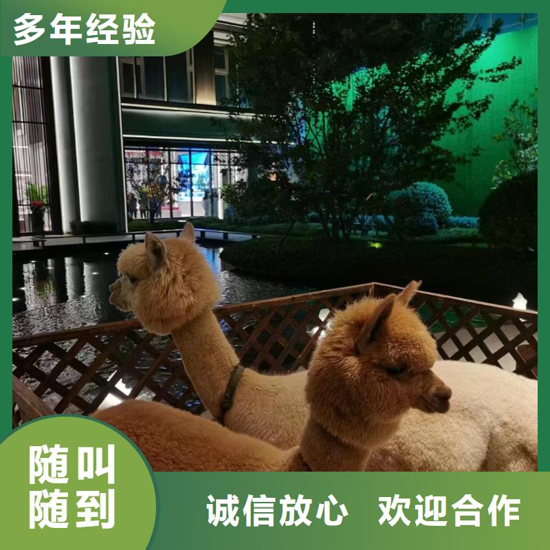 环球飞车表演租赁24小时为您服务