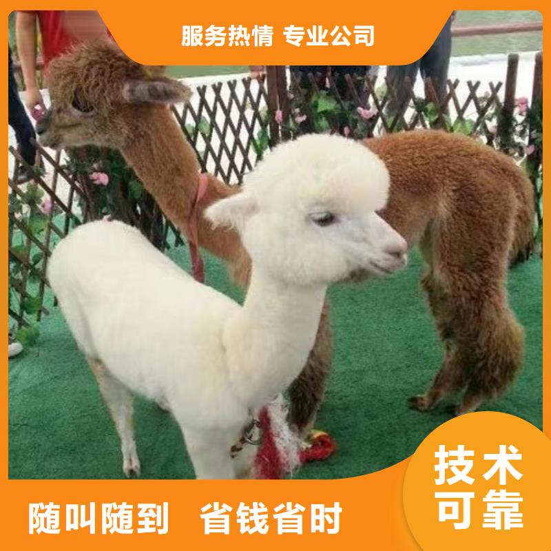 马戏团/羊驼企鹅租赁售后保障拒绝虚高价