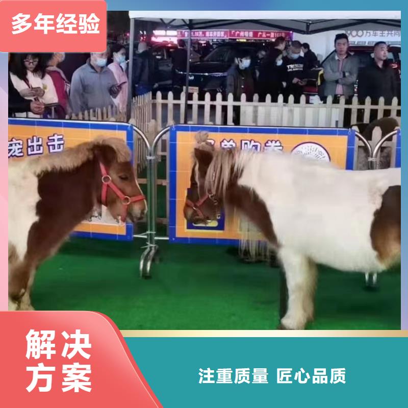 【马戏团/羊驼】鹦鹉表演质量保证口碑商家