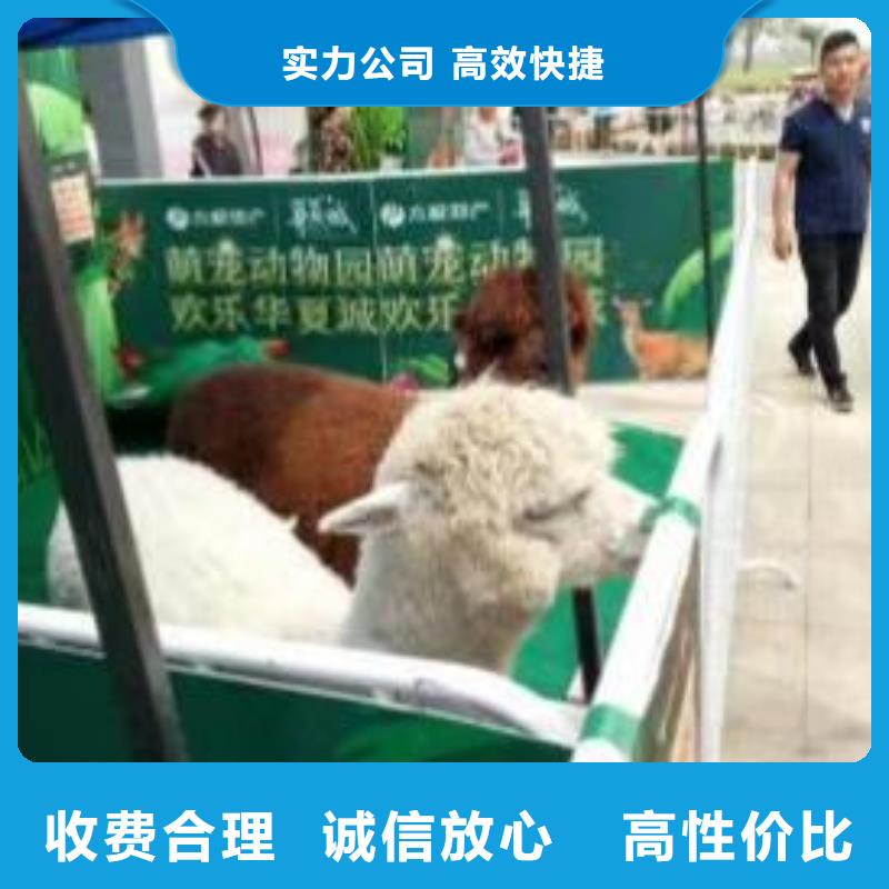 动物表演出租当地公司
