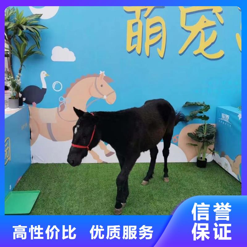 马戏团表演租赁联系厂家有实力