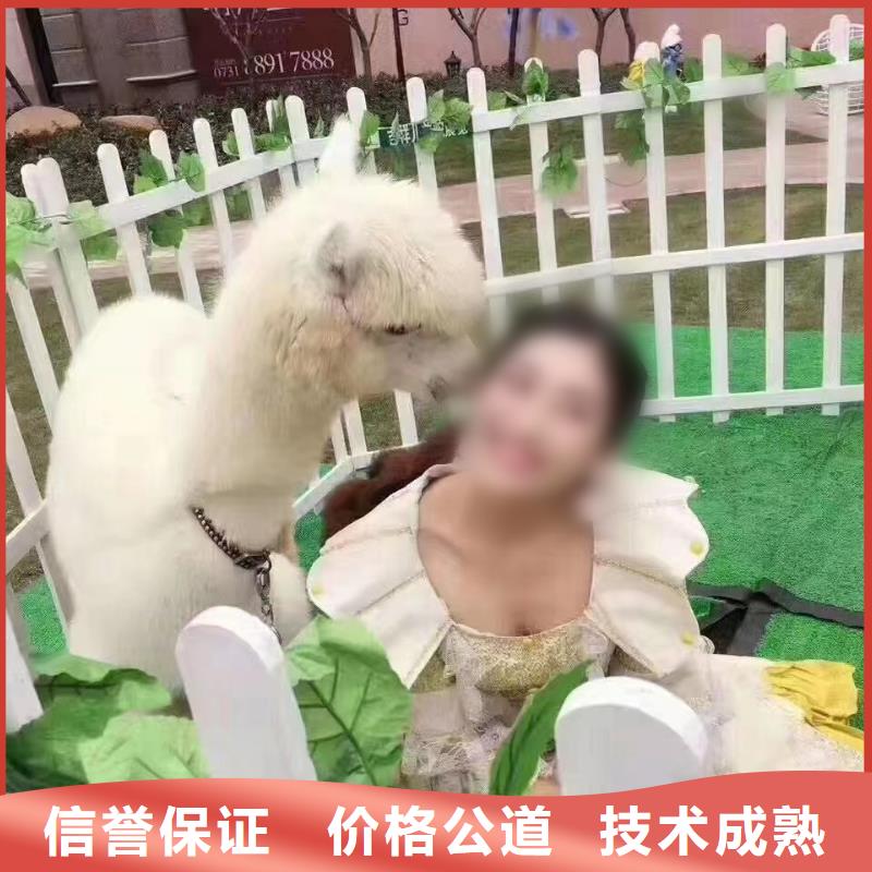 哪有出租羊驼的免费策划同城货源