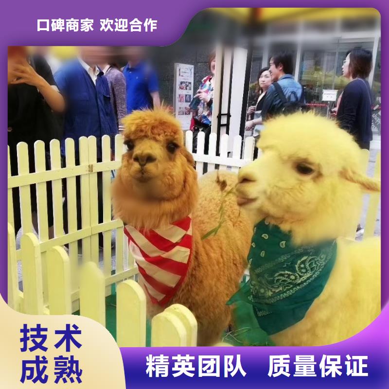 质量合格的羊驼租赁马戏团表演厂家