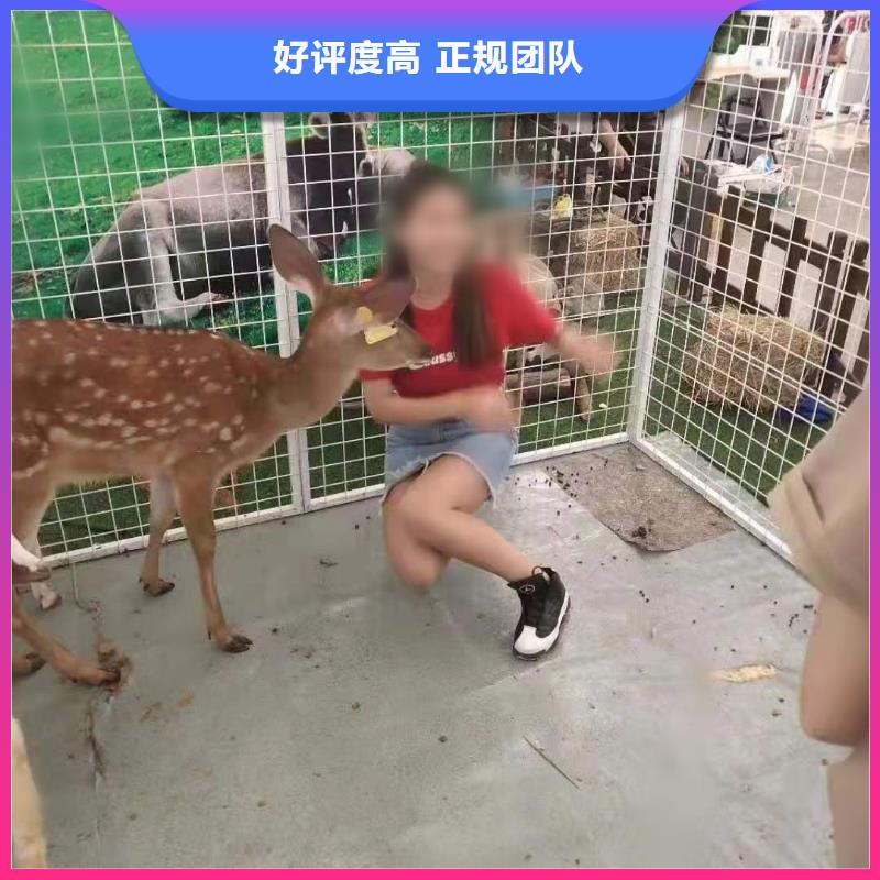 羊驼出租节日活动实力公司