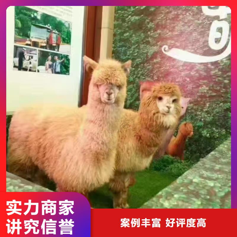 附近羊驼出租公司暖场互动2024专业的团队