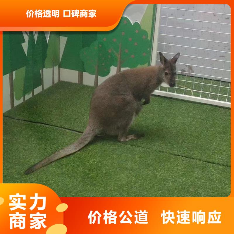 羊驼萌宠出租活动方案服务至上