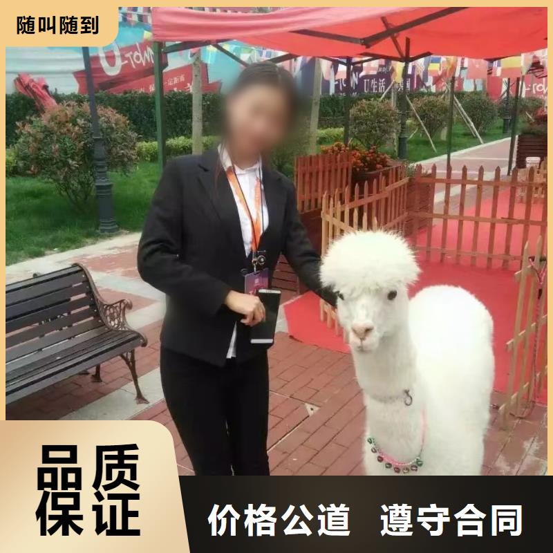 马戏团表演出租庆典暖场本地生产商