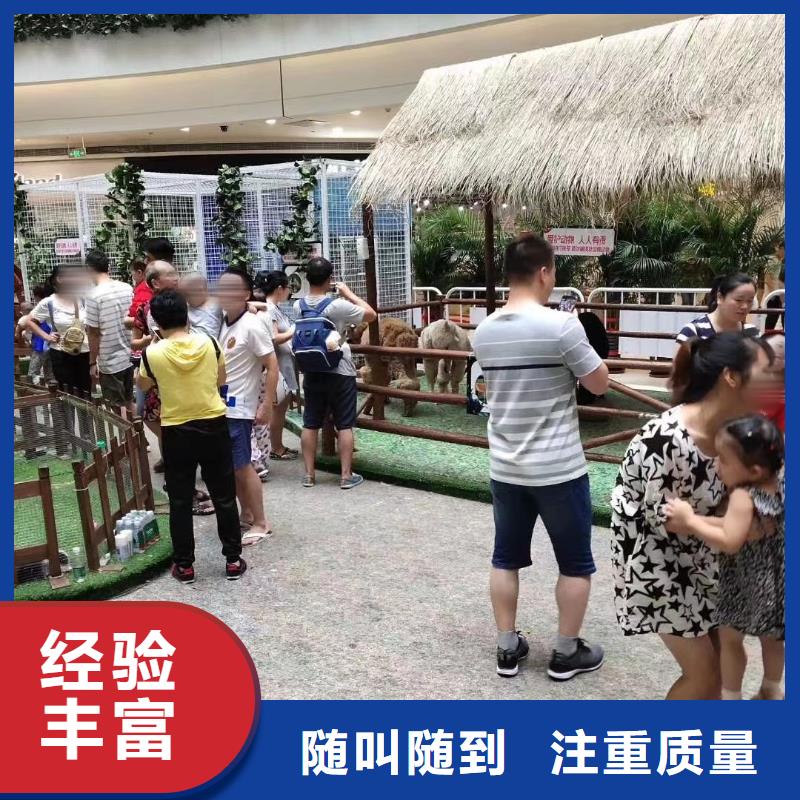 羊驼出租一手资源欢迎合作