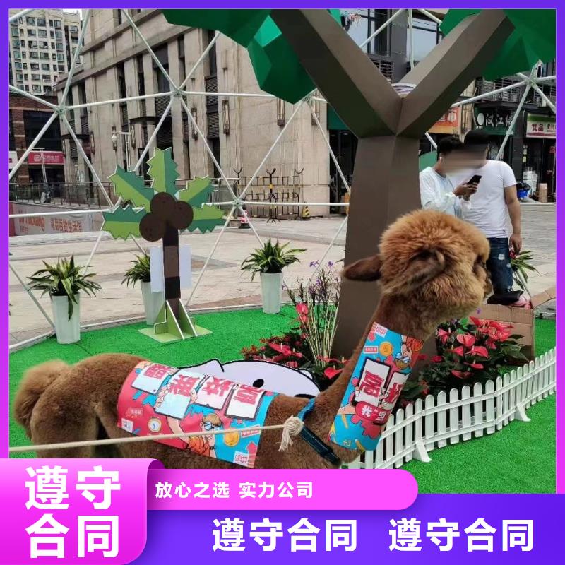 羊驼租赁活动方案本地制造商