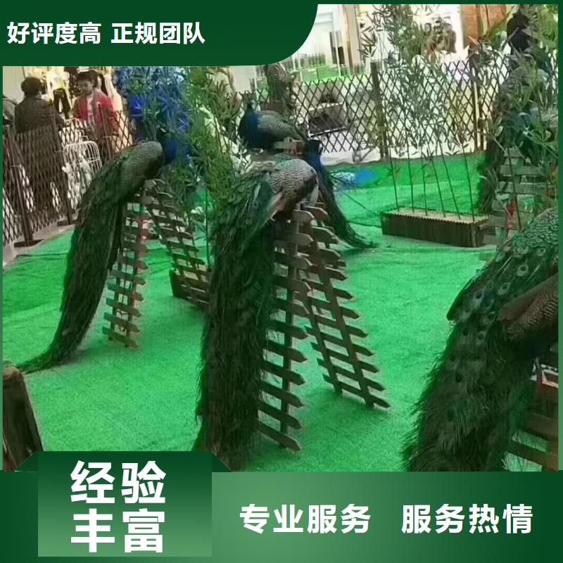 【马戏团/羊驼企鹅出租表演解决方案】价格低于同行