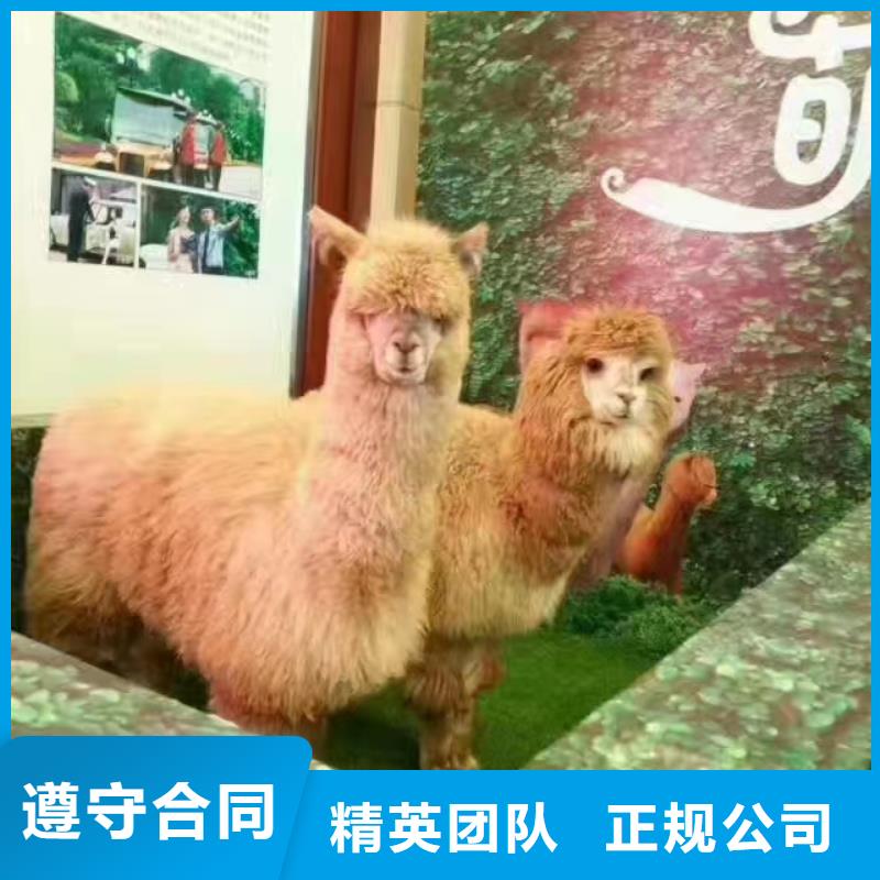 马戏团/羊驼羊驼出租技术好好评度高