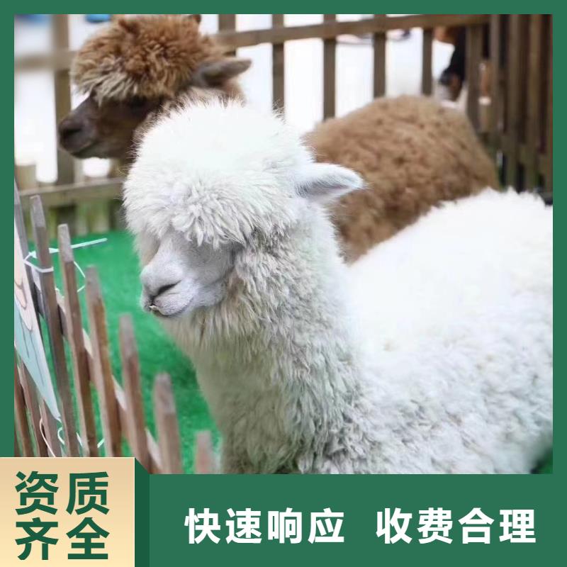 马戏团表演商场活动全市24小时服务