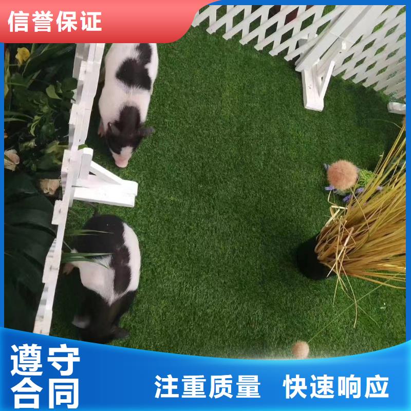 羊驼租赁丰富多彩快捷