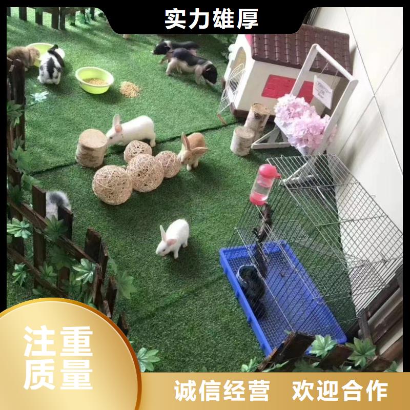 马戏团出租活动方案随叫随到