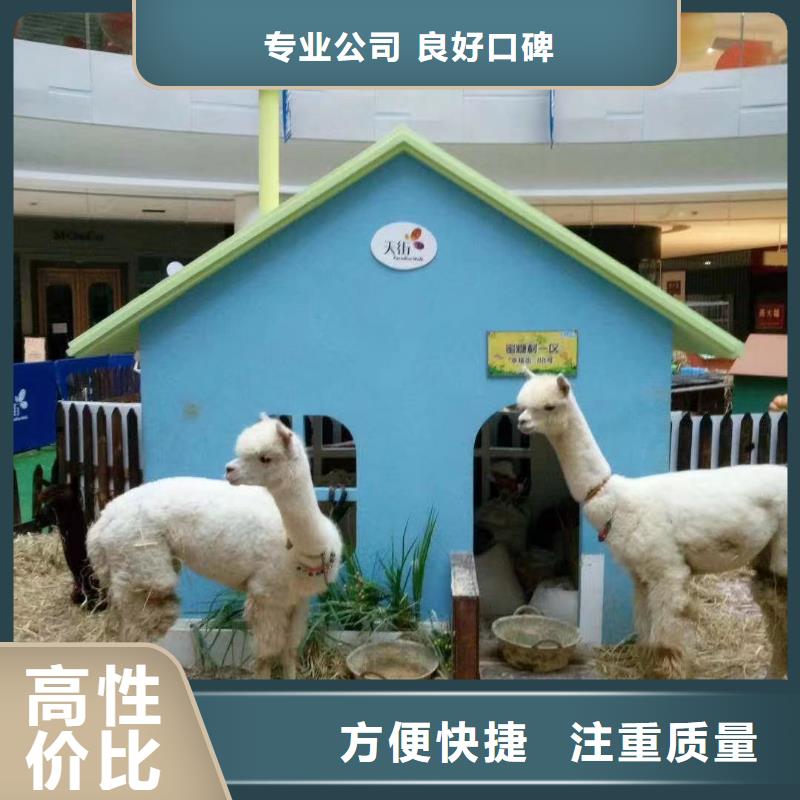 马戏团/羊驼_羊驼出租技术可靠本地供应商
