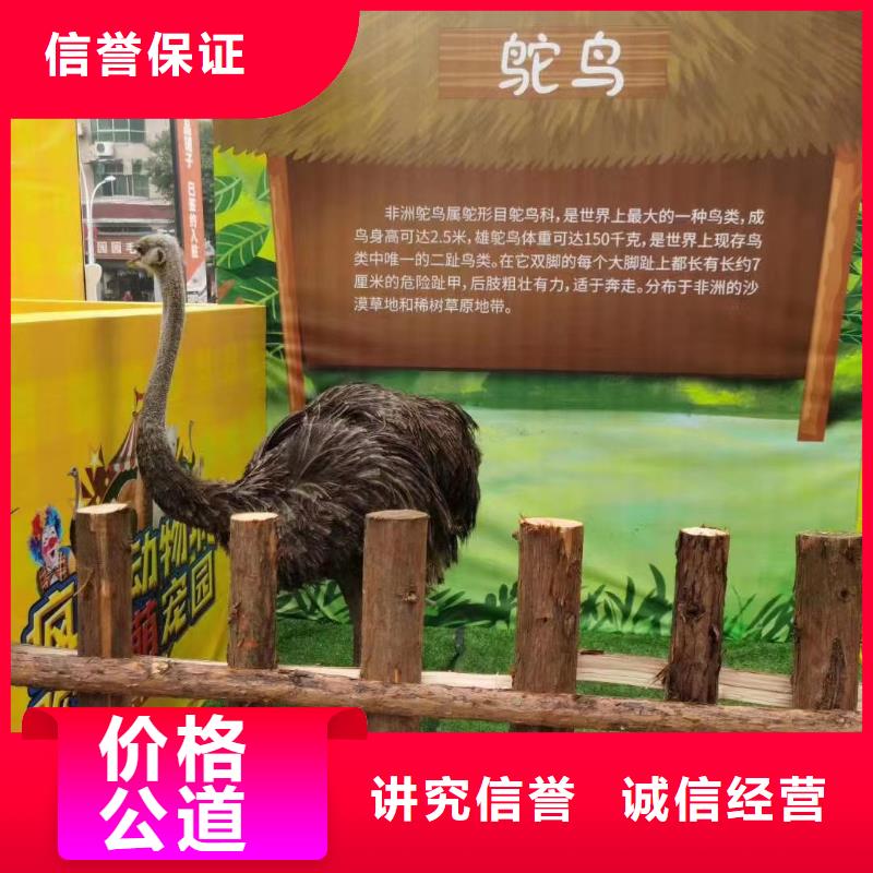羊驼租赁免费资源遵守合同
