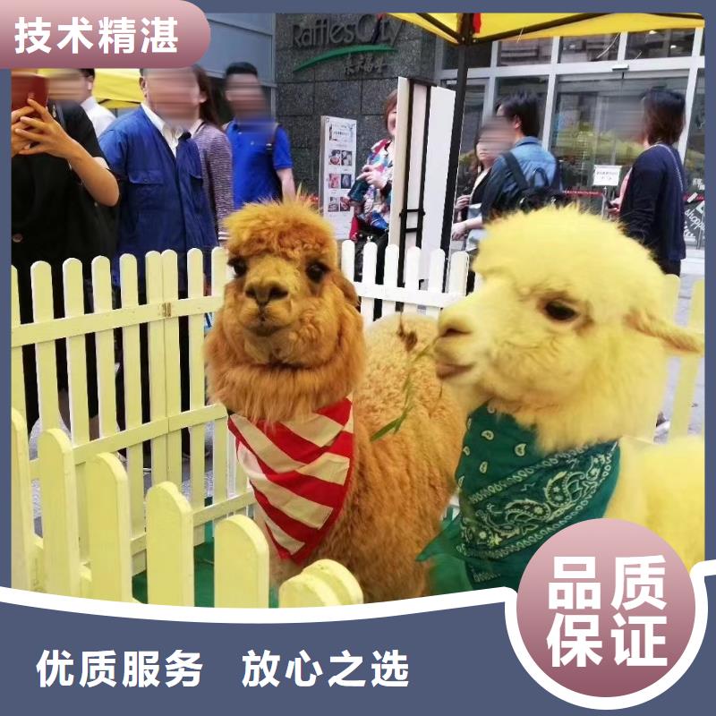 马戏团/羊驼,【海狮表演出租】精英团队本地生产商