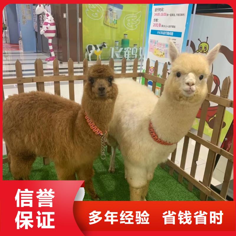 马戏团/羊驼动物表演租赁方便快捷当地服务商