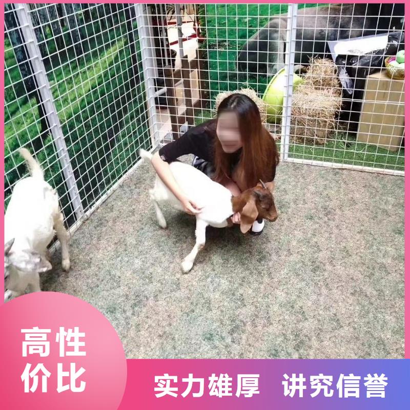 潮州环球飞车表演租赁