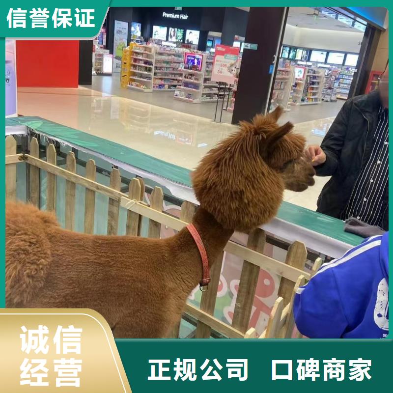 哪里有出租马戏团表演的图片本地经销商