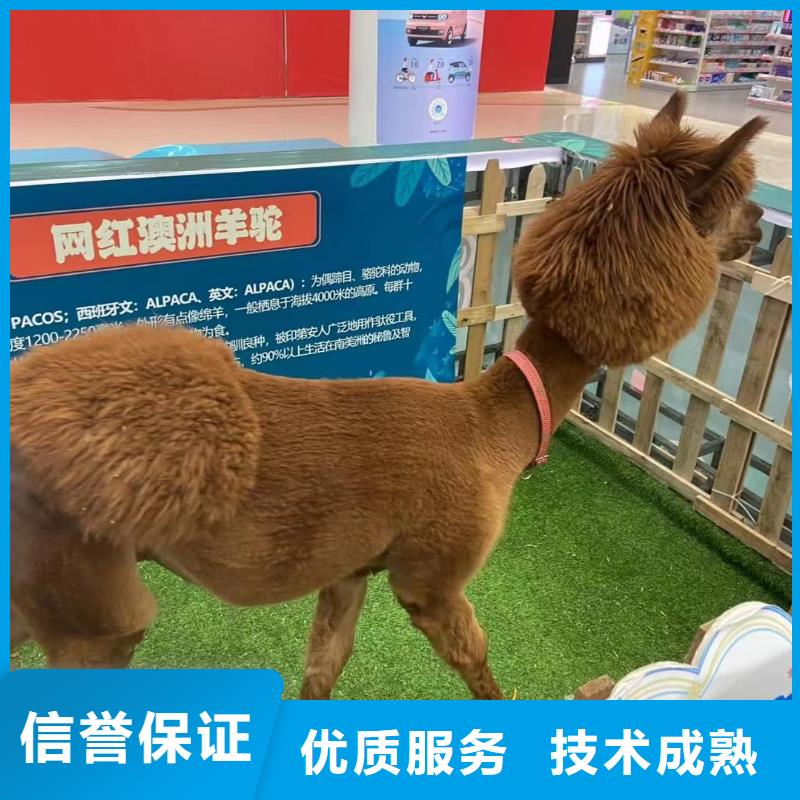 马戏团/羊驼马戏团表演欢迎询价专业服务