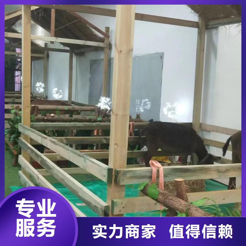 羊驼出租活动方案案例丰富