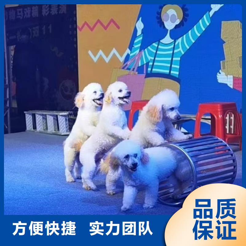 马戏团/羊驼环球飞车表演出租专业品质同城供应商